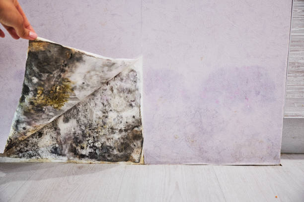 Mold Testing and Removal in Lewisburg, OH